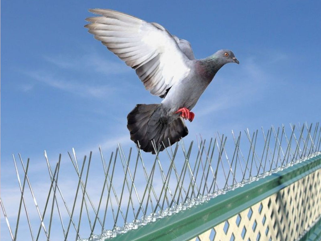 Bird Netting Services